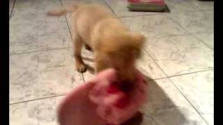 Puppy Labador Retriever with my lovely slipper T-T