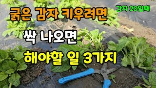감자심고 싹나오면 해야할일3가지 굵은 감자 다수확하려면 우선 싹키워심고 이것도 해주세요 #감자키우기 감자20…