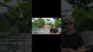 [<b class="sch_word">2</b>부] 애호박, 노균병 없이 깨끗하고 건강하게 키우는 노하우 공개ㆍ텃밭농사ㆍ고추농사ㆍ고추재배