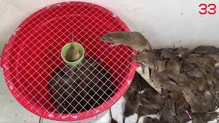 The most effective mouse trap at home \ Mousetrap with homemade plastic bins  Mouse trap video