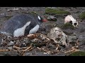 Valley Of The Killer Penguins