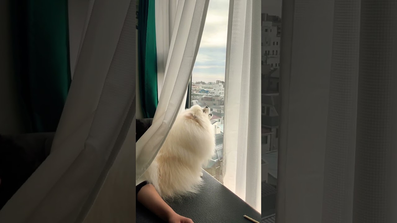 “you! Airplane! go away!” #dog #doglife #puppy #pomeranian #cute #狗狗