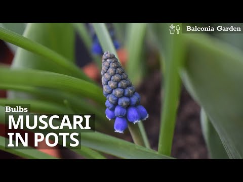 , title : 'How To Plant Muscari/Grape Hyacinth Bulbs in Pots'