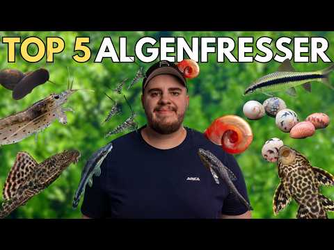 The 5 BEST Algae Eaters for Your Aquarium!