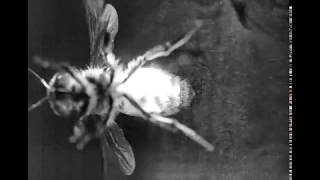 Visualizing flow generated by a fanning honeybee