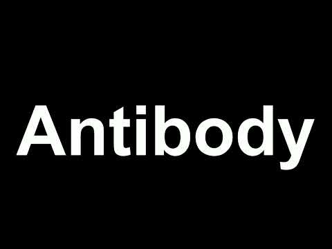 How to Pronounce: "Antibody"