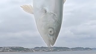 【釣り】主菜がない #01【料理】