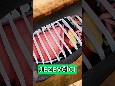Jezevčíci #pandaaashorts #shorts #zajimavosti zajímavosti a fakta | edukativní video