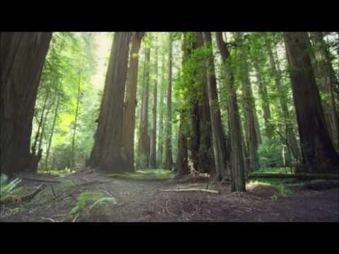 GT, Cavin Viviano & Jelly For The Babies - New Zealand [Teaser]