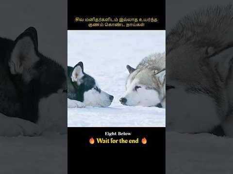 Dogs with superior qualities that some humans lack | மனிதர்களிடம் இல்லாத உயர்ந்த குணம் கொண்ட நாய்கள்