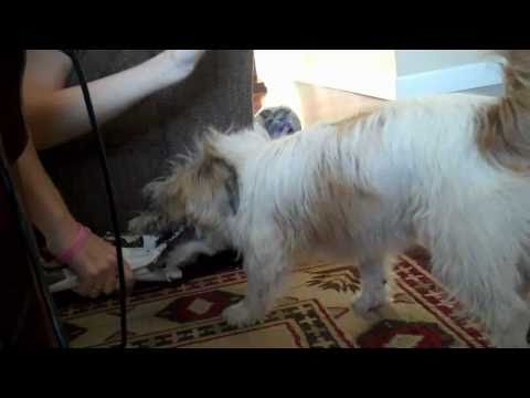 LITTLE DANCING ROBOTS