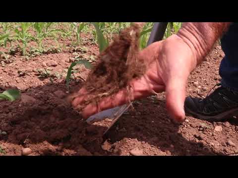 myKWS Maize June 2020 *update*