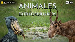 ANIMALES EXTRAORDINARIOS - Las Adaptaciones Más Bizarras de la Naturaleza | Documental Animal