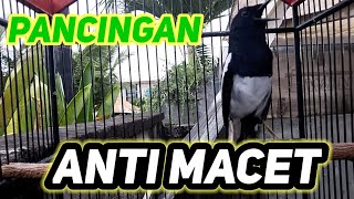 Download lagu pancingan kacer malas bunyi atau macet supaya ngeplong dan gacor mp3 Download lagu pancingan kacer malas bunyi atau macet supaya ngeplong dan gacor mp3