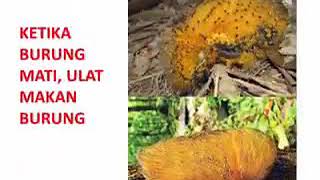 Download lagu Hidup itu bagaikan roda berputar mp3