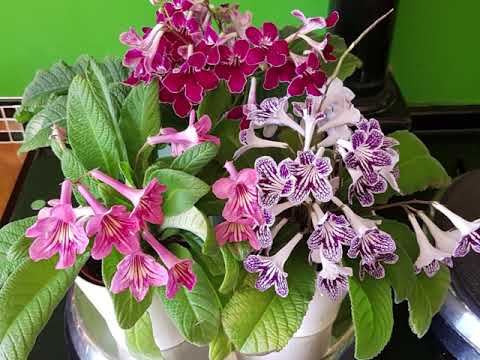 British Streptocarpus Society - Virtual Show 2020 all entrants