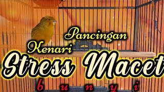 Download lagu cuitan kenari paud pancingan kenari stres macet bunyi mp3