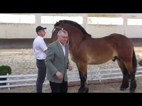 ogier JOSER rasa PKZ ur. 2017 po ogierze ESTOR z po klaczy JOKO z - AROMER