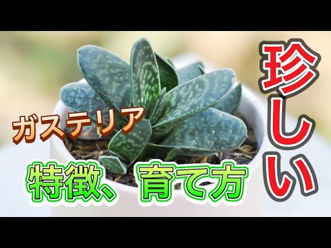 ガステリア 植物