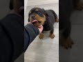 Rottweiler dogs for sale: Skye - Video 1