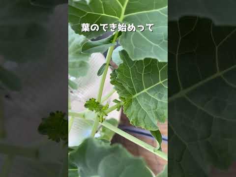 ブロッコリー 植物