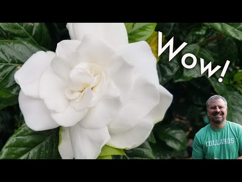 Beautiful Gardenias - My Favorite May Flowering Plant - Fragrant And Evergreen