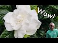 Beautiful Gardenias My Favorite May Flowering Plant Fragrant And Evergreen