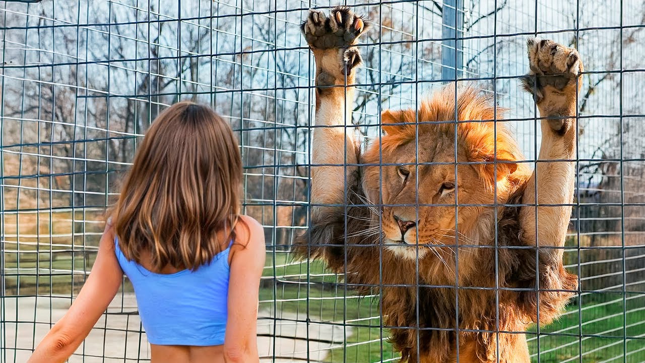 LOS ANIMALES MÁS EMOTIVOS SE REÚNEN CON SUS DUEÑOS DESPUÉS DE AÑOS