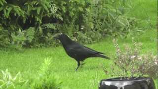 Crow eating in back garden - Corbeau dans un jardin