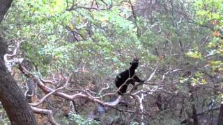 preview picture of video 'Big Bend Bear Breaking Branches - Angell Expeditions'
