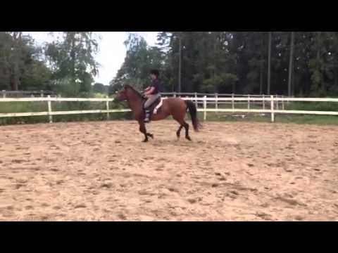 Vasen laukka Netta 17.7.14