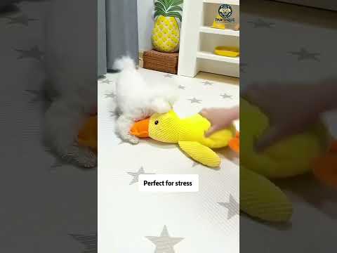 Non-Stop Giggles Guaranteed! 🤣🐶