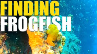 Finding Frogfish In Dominica - Dominica Scuba Diving Adventures - Ep 118