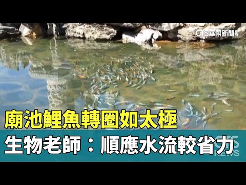 廟池鯉魚轉圈如太極　生物老師：順應水流較省力