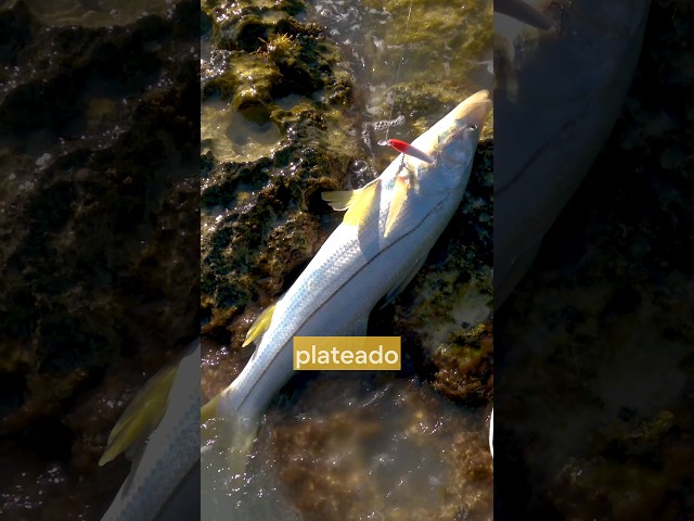 Vídeo relacionado con VOANZO 10PCS Cebo de simulación láser 3D Artificial Minnow Señuelos de Pesca Cebos, Aparejos de Pesca de plástico Bajo, Cebo Duro Señuelo de Pesca de Swimbait Realista