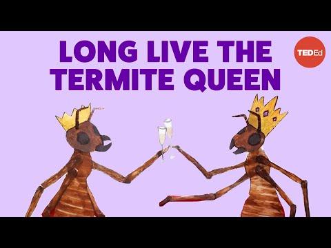 Coneheads, egg stacks and anteater attacks: The reign of a termite queen - Barbara L. Thorne