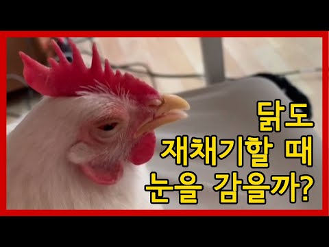 , title : '닭도 재채기할 때 눈을 감을까?'