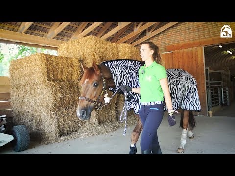 Rebeccas Tipps für Reiteinsteiger: Pferde führen und anbinden