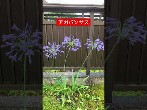園芸 アガパンサスに関するよくある質問