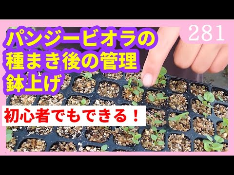 パンジーティーの使い方と効果のヒント 植物