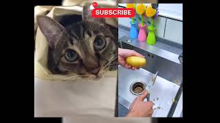 Kelakuan Kucing Lucu yang Bikin Gagal Fokus #lucu #nurrayni25real #fumnymoment #fumnycat