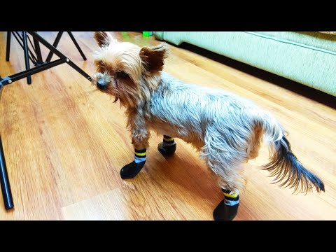 Обувь для собак / Shoes for dogs