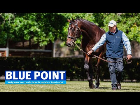 AUS: Blue Point 2022 Stallion Show Reel