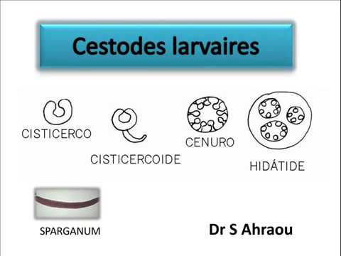 Cestodes emberi paraziták, Les cestodes paraziták de l homme. revai03.pdf