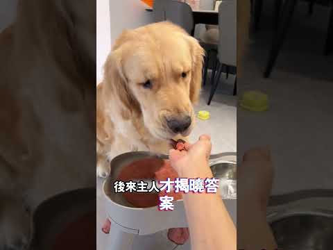 小狗每次喝完水必擦嘴，原來是