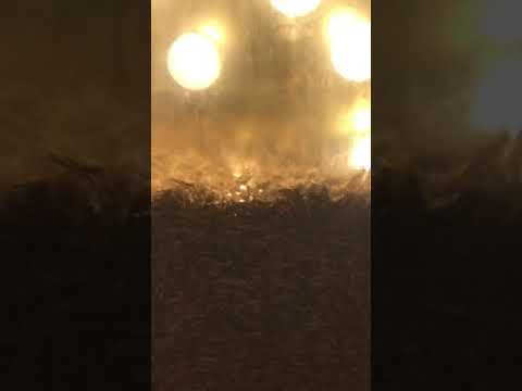 バッタの寿命はどのくらいですか?