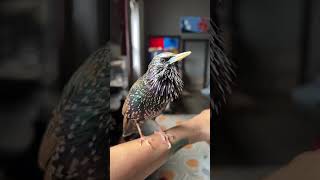 Download lagu Menyeramkan atau Indah? mp3