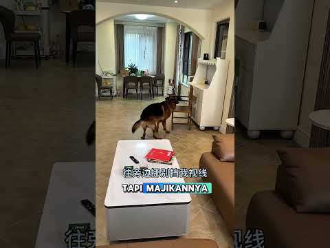 Anjingnya ngerti bahasa cina 😅