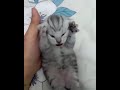 Dramatic Kitten