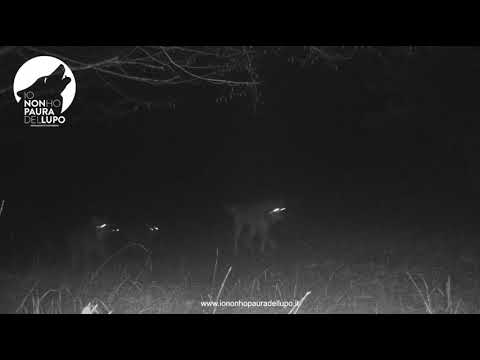 Il branco della Riserva